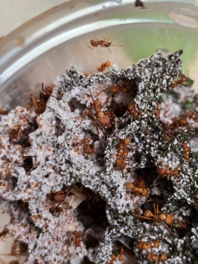 Acromyrmex Octospinosus